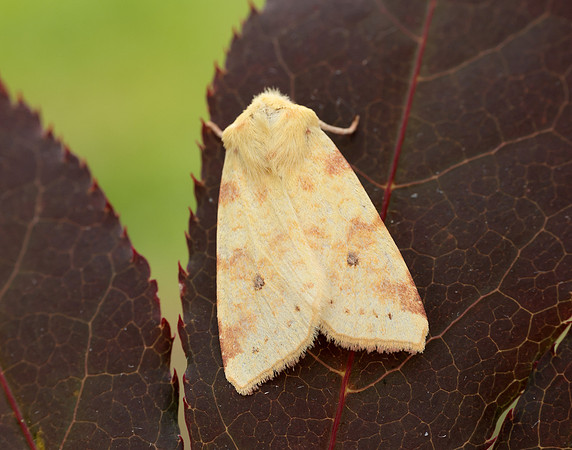 73.182 BF2274 Sallow Cirrhia icteritia