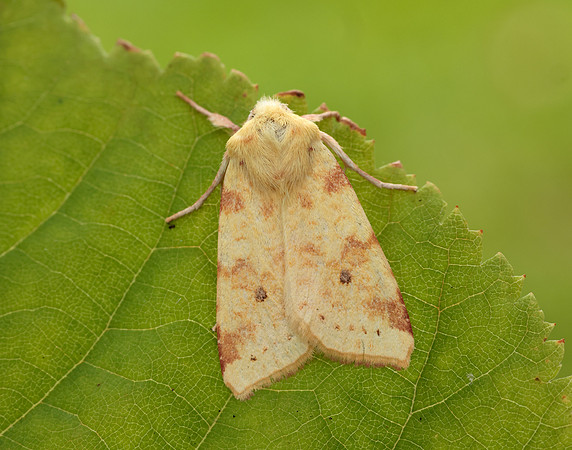 73.182 BF2274 Sallow Cirrhia icteritia