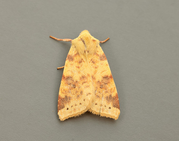 73.182 BF2274 Sallow Cirrhia icteritia