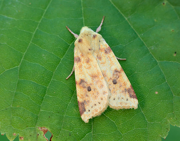 73.182 BF2274 Sallow Cirrhia icteritia