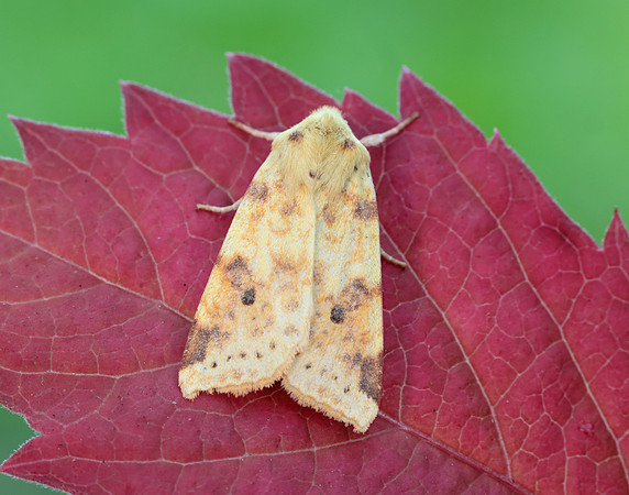 73.182 BF2274 Sallow Cirrhia icteritia