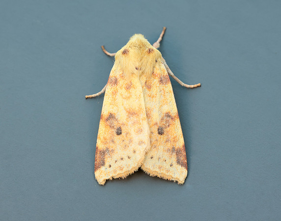 73.182 BF2274 Sallow Cirrhia icteritia