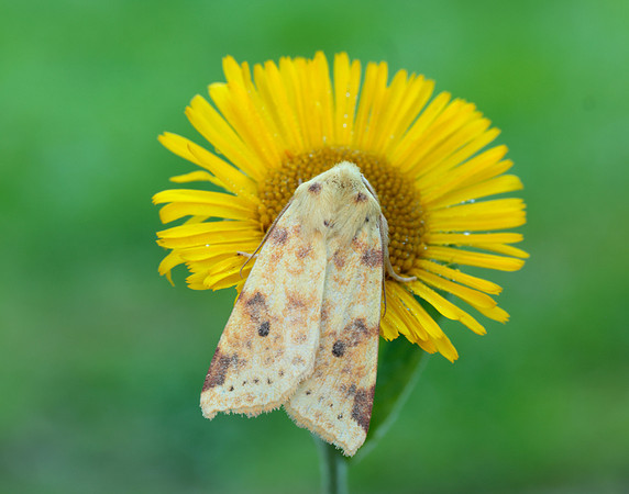 73.182 BF2274 Sallow Cirrhia icteritia
