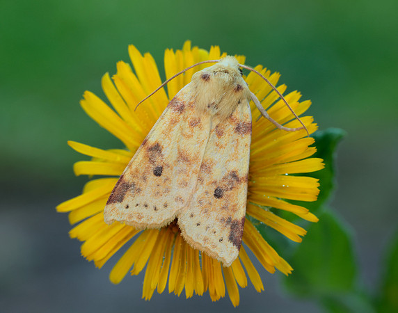 73.182 BF2274 Sallow Cirrhia icteritia