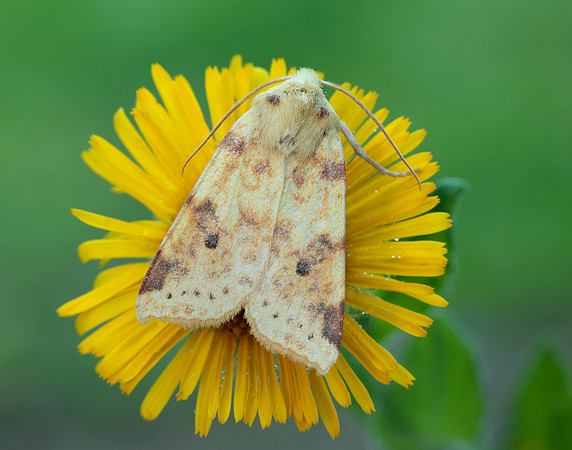 73.182 BF2274 Sallow Cirrhia icteritia