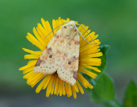 73.182 BF2274 Sallow Cirrhia icteritia