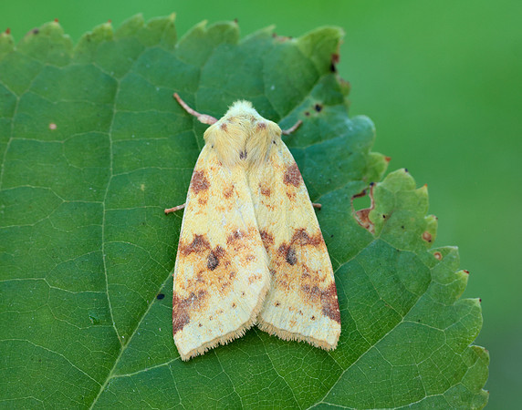 73.182 BF2274 Sallow Cirrhia icteritia