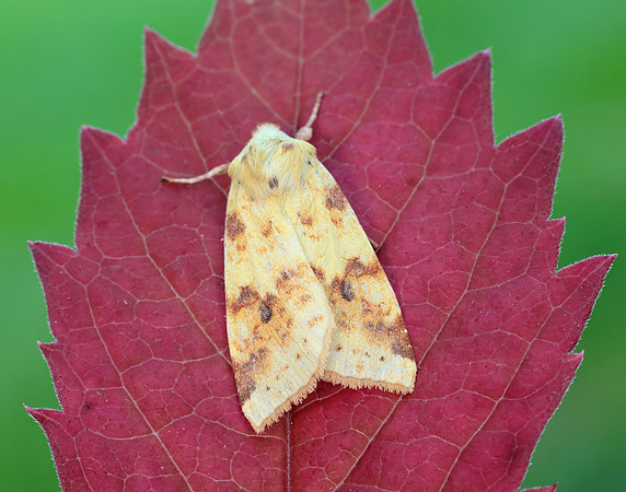 73.182 BF2274 Sallow Cirrhia icteritia