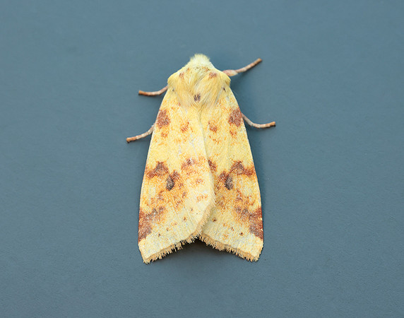 73.182 BF2274 Sallow Cirrhia icteritia