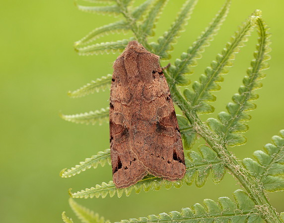 73.187 BF2266 Brown-spot Pinion Agrochola litura