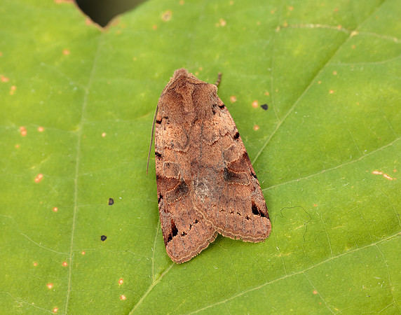 73.187 BF2266 Brown-spot Pinion Agrochola litura
