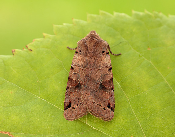 73.187 BF2266 Brown-spot Pinion Agrochola litura