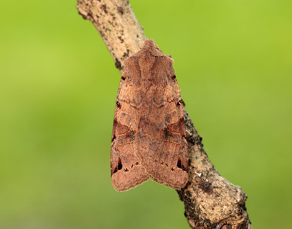 73.187 BF2266 Brown-spot Pinion Agrochola litura