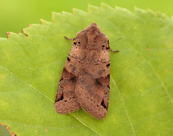 73.187 BF2266 Brown-spot Pinion Agrochola litura