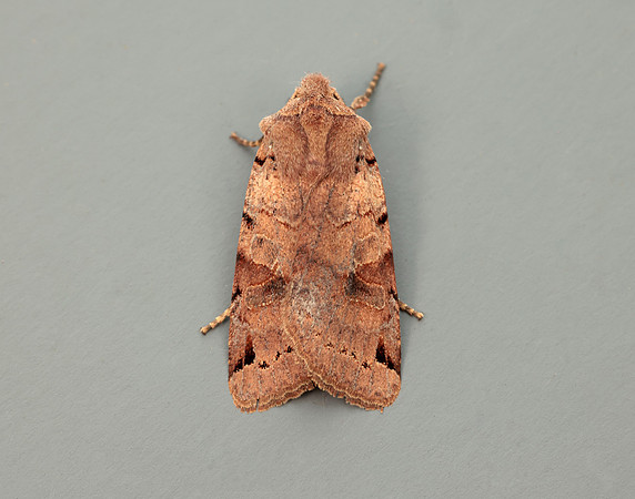 73.187 BF2266 Brown-spot Pinion Agrochola litura