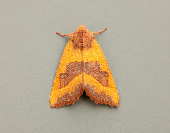 73.219 BF2269 Centre-barred Sallow Atethmia centrago
