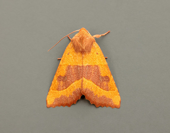 73.219 BF2269 Centre-barred Sallow Atethmia centrago
