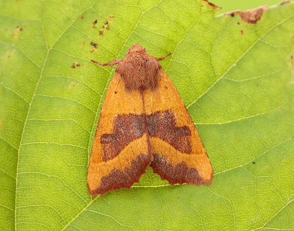 73.219 BF2269 Centre-barred Sallow Atethmia centrago