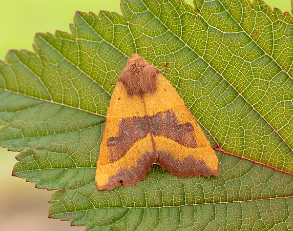 73.219 BF2269 Centre-barred Sallow Atethmia centrago