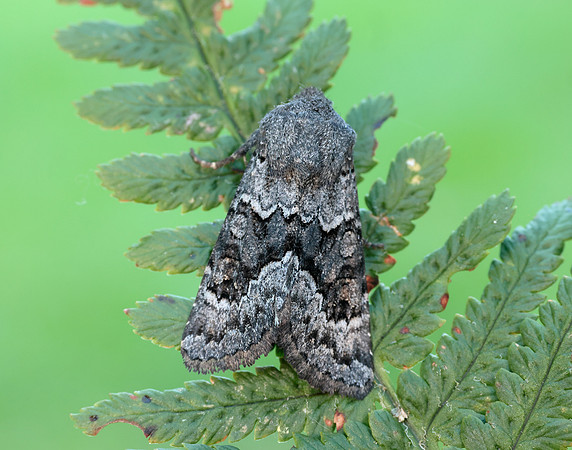 73.232 BF2231a Northern Deep-brown Dart Aporophyla lueneburgensi