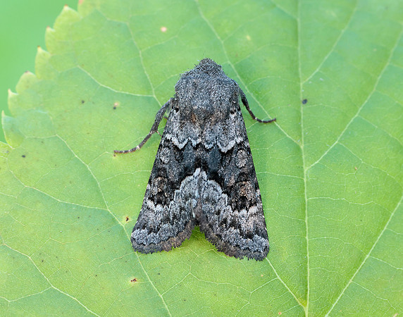 73.232 BF2231a Northern Deep-brown Dart Aporophyla lueneburgensi