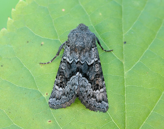 73.232 BF2231a Northern Deep-brown Dart Aporophyla lueneburgensi