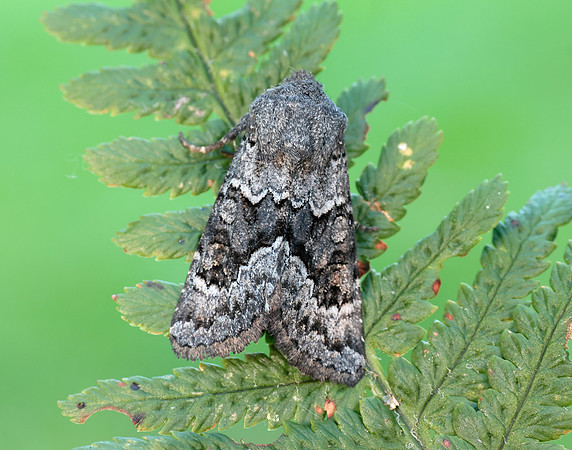 73.232 BF2231a Northern Deep-brown Dart Aporophyla lueneburgensi
