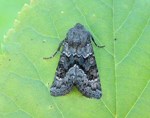 73.232 BF2231a Northern Deep-brown Dart Aporophyla lueneburgensi