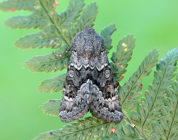 73.232 BF2231a Northern Deep-brown Dart Aporophyla lueneburgensi