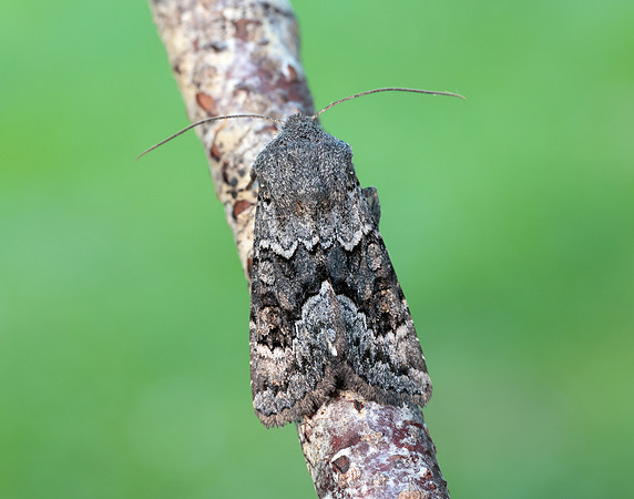 73.232 BF2231a Northern Deep-brown Dart Aporophyla lueneburgensi