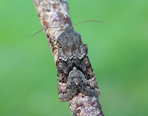 73.232 BF2231a Northern Deep-brown Dart Aporophyla lueneburgensi