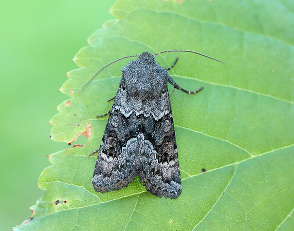 73.232 BF2231a Northern Deep-brown Dart Aporophyla lueneburgensi