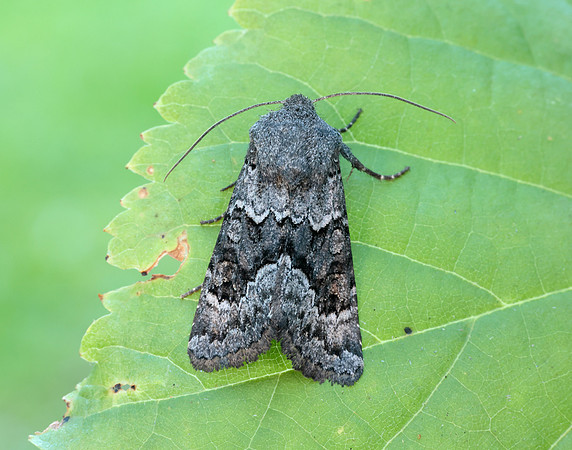73.232 BF2231a Northern Deep-brown Dart Aporophyla lueneburgensi