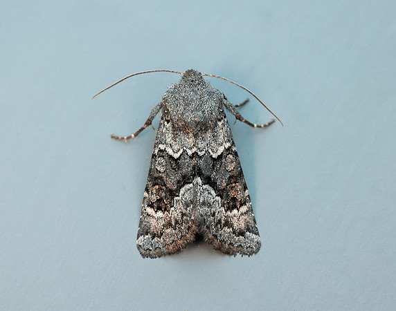 73.232 BF2231a Northern Deep-brown Dart Aporophyla lueneburgensi
