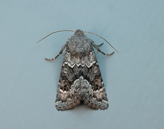 73.232 BF2231a Northern Deep-brown Dart Aporophyla lueneburgensi