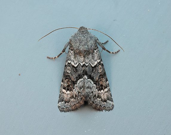 73.232 BF2231a Northern Deep-brown Dart Aporophyla lueneburgensi