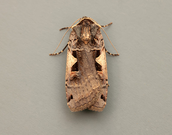 73.359 BF2126 Setaceous Hebrew Character Xestia c-nigrum