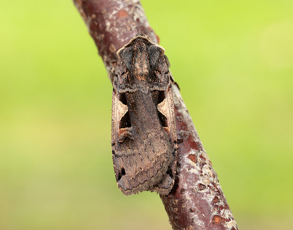 73.359 BF2126 Setaceous Hebrew Character Xestia c-nigrum