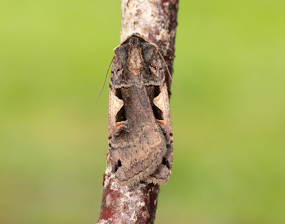 73.359 BF2126 Setaceous Hebrew Character Xestia c-nigrum