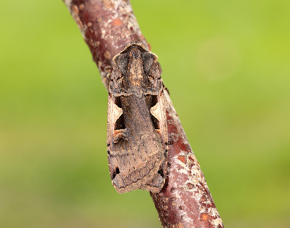 73.359 BF2126 Setaceous Hebrew Character Xestia c-nigrum