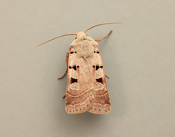 73.365 BF2117 Autumnal Rustic Eugnorisma glareosa