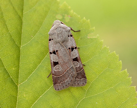 73.365 BF2117 Autumnal Rustic Eugnorisma glareosa