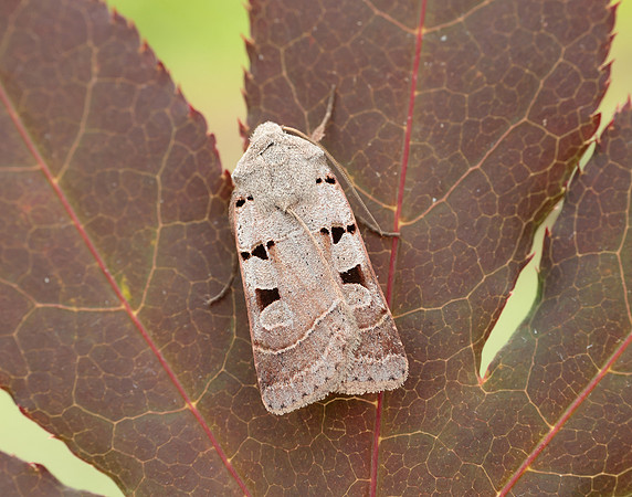 73.365 BF2117 Autumnal Rustic Eugnorisma glareosa