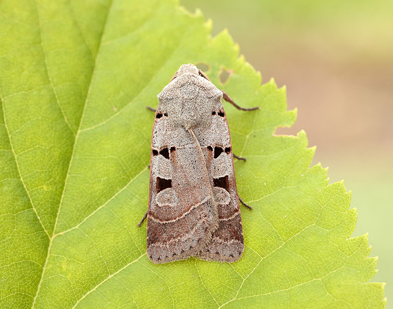 73.365 BF2117 Autumnal Rustic Eugnorisma glareosa