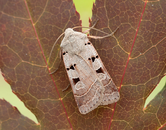 73.365 BF2117 Autumnal Rustic Eugnorisma glareosa