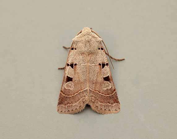 73.365 BF2117 Autumnal Rustic Eugnorisma glareosa