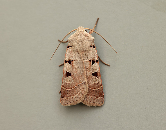 73.365 BF2117 Autumnal Rustic Eugnorisma glareosa