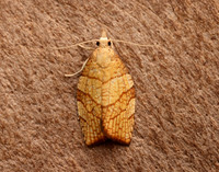 49.024 BF969 Chequered Fruit-tree Tortrix Pandemis corylana