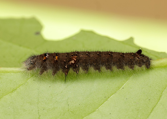 66.012 BF1642 Lappet Gastropacha quercifolia