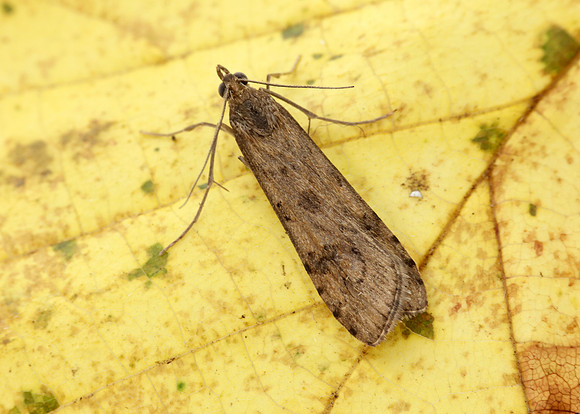 63.052 BF1398 Rush Veneer Nomophila noctuella